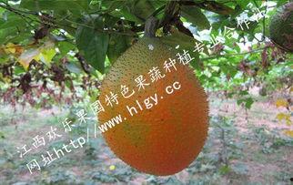 吃瓜天堂官网,网罗全网热门事件，带你畅游吃瓜盛宴