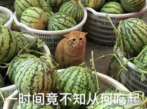 52吃瓜爆料免费吃瓜视频,免费畅享热门吃瓜视频盛宴